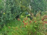  2461186-11657annonce2202603192O0Ti.jpeg Maisons Open