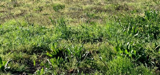 Terrain à bâtir à Mazerolles, Nouvelle-Aquitaine