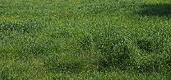 Terrain à bâtir à Grasse, Provence-Alpes-Côte d'Azur