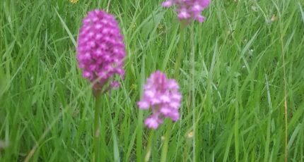 Delincourt Terrain à bâtir - 2437650-9835annonce120260223RkQd1.jpeg Maisons Open