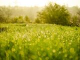  2472475-7255annonce120260331QVf7R.jpeg Maisons Open