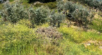 La Roquette-sur-Siagne Terrain à bâtir - 2473659-10140annonce420260401GNtBC.jpeg Maisons Open