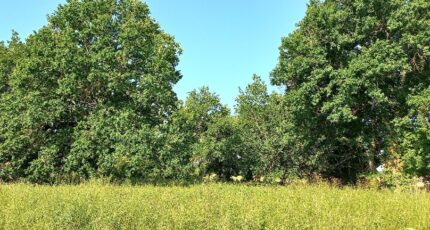 Montpon-Ménestérol Terrain à bâtir - 2473975-5020annonce120260401i0TSK.jpeg Maisons Open