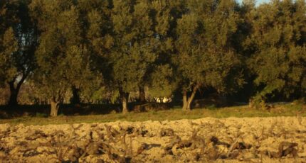 Pierrefeu-du-Var Terrain à bâtir - 2476355-11080annonce2202604039fWWs.jpeg Maisons Open