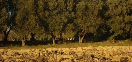 Terrain à bâtir à , Var