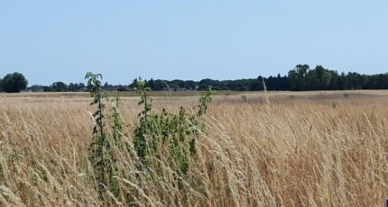 Reugny Terrain à bâtir - 2410777-10999annonce120260128NPpST.jpeg Maisons Open