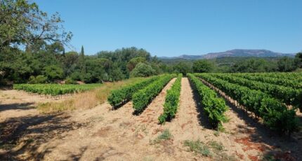 Cogolin Terrain à bâtir - 2478535-10152annonce120251217R4PN5.jpeg Maisons Open