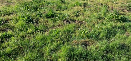 Terrain à bâtir à , Charente-Maritime