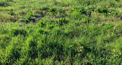 Beurlay Terrain à bâtir - 2478923-10974annonce1202604089kmrU.jpeg Maisons Open