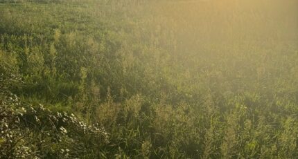 Istres Terrain à bâtir - 2483325-11677annonce120260413AD07n.jpeg Maisons Open