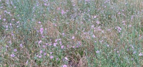 Terrain à bâtir à Maureillas-las-Illas, Occitanie