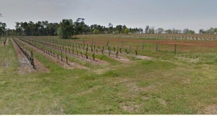 Saint-Savin Terrain à bâtir - 2483309-11516annonce120260413dLlCd.jpeg Maisons Open