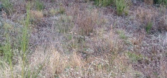 Terrain à bâtir à Montesquieu-des-Albères, Occitanie