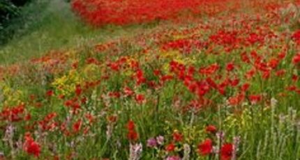 Mettray Terrain à bâtir - 2487389-10205annonce1202506246FXQ3.jpeg Maisons Open