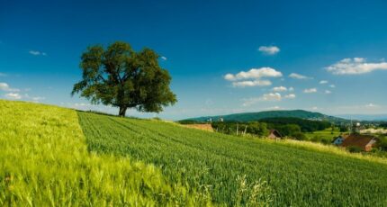 Neuillé-Pont-Pierre Terrain à bâtir - 2487410-10205annonce120250624C2Ahg.jpeg Maisons Open