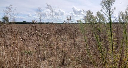 Frénouville Terrain à bâtir - 2383677-11563annonce120250908KZ6z7.jpeg Maisons Open