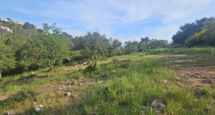 Roquefort-les-Pins Terrain à bâtir - 2491345-11719annonce2202604223PXdy.jpeg Maisons Open