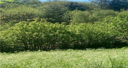 Fontiers-Cabardès Terrain à bâtir - 2492505-10986annonce120260423MFg9G.jpeg Maisons Open