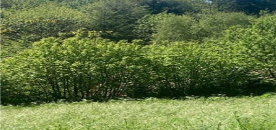 Terrain à bâtir à Fontiers-Cabardès, Occitanie