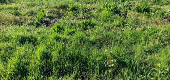 Terrain à bâtir à Saint-Savinien, Nouvelle-Aquitaine