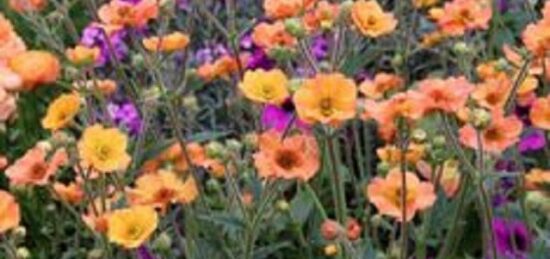 Terrain à bâtir à Mettray, Centre-Val de Loire