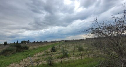 Sainte-Cécile-les-Vignes Terrain à bâtir - 2471091-812annonce3202504077rgcA.jpeg Maisons Open