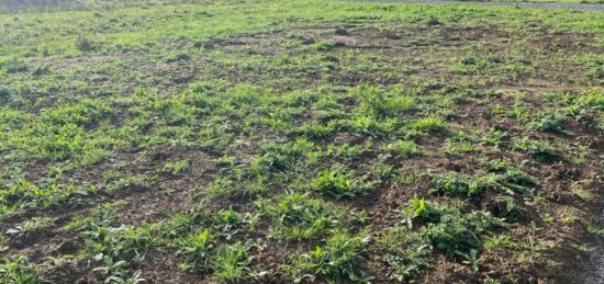 Terrain à bâtir à , Charente-Maritime