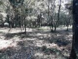  2591899-10295annonce120260728I67BQ.jpeg Maisons Open