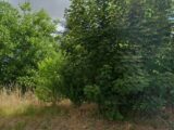  2570858-4684annonce120260701zJwIN.jpeg Maisons Open