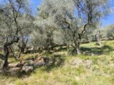  2580420-3059annonce120240711d4LTp.jpeg Maisons Open