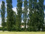 2650944-7159annonce1202609261XcXx.jpeg Maisons Open