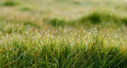 Champagnolles Terrain à bâtir - 2625942-11937annonce120260909T33o3.jpeg Maisons Open