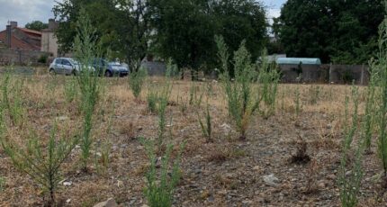 Longué-Jumelles Terrain à bâtir - 2663964-11896annonce1202610069dWzX.jpeg Maisons Open